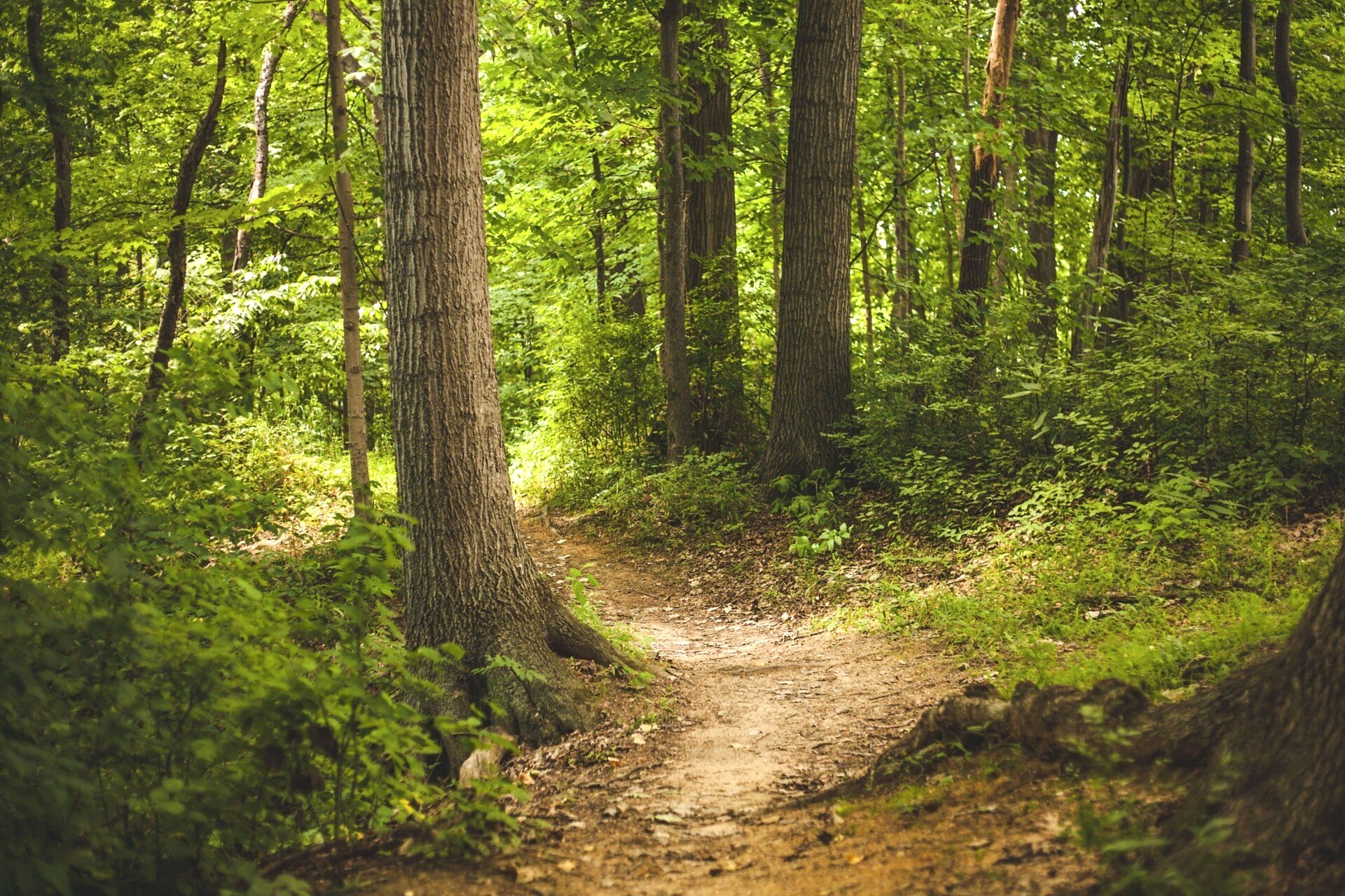Forest