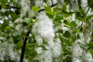 Poplar