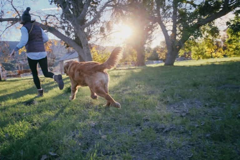 Service Plans Dog